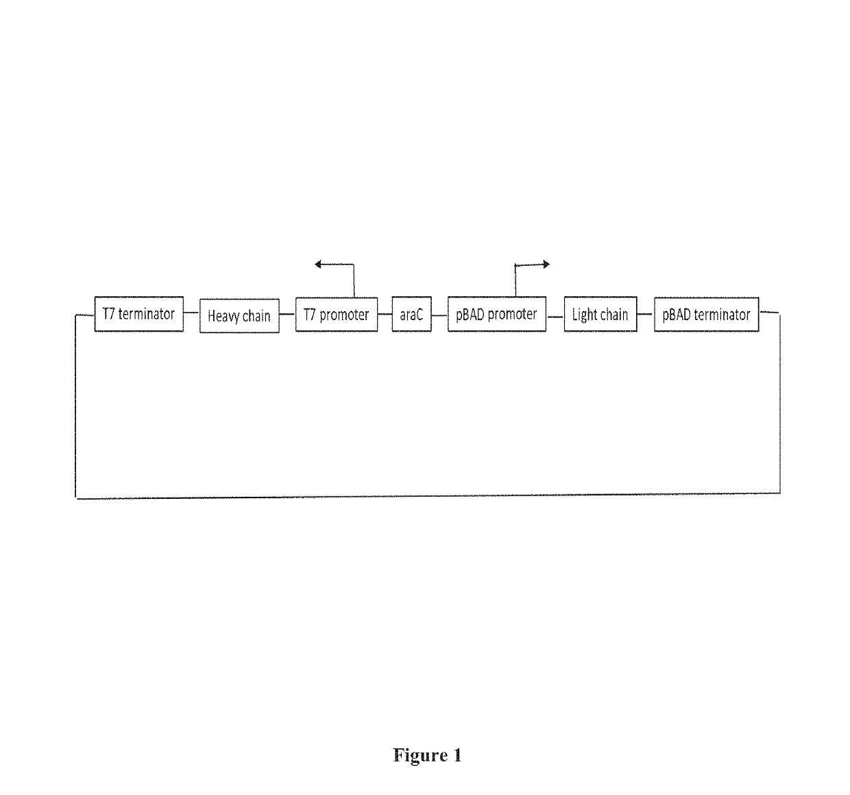 Dual cistronic bacterial expression system