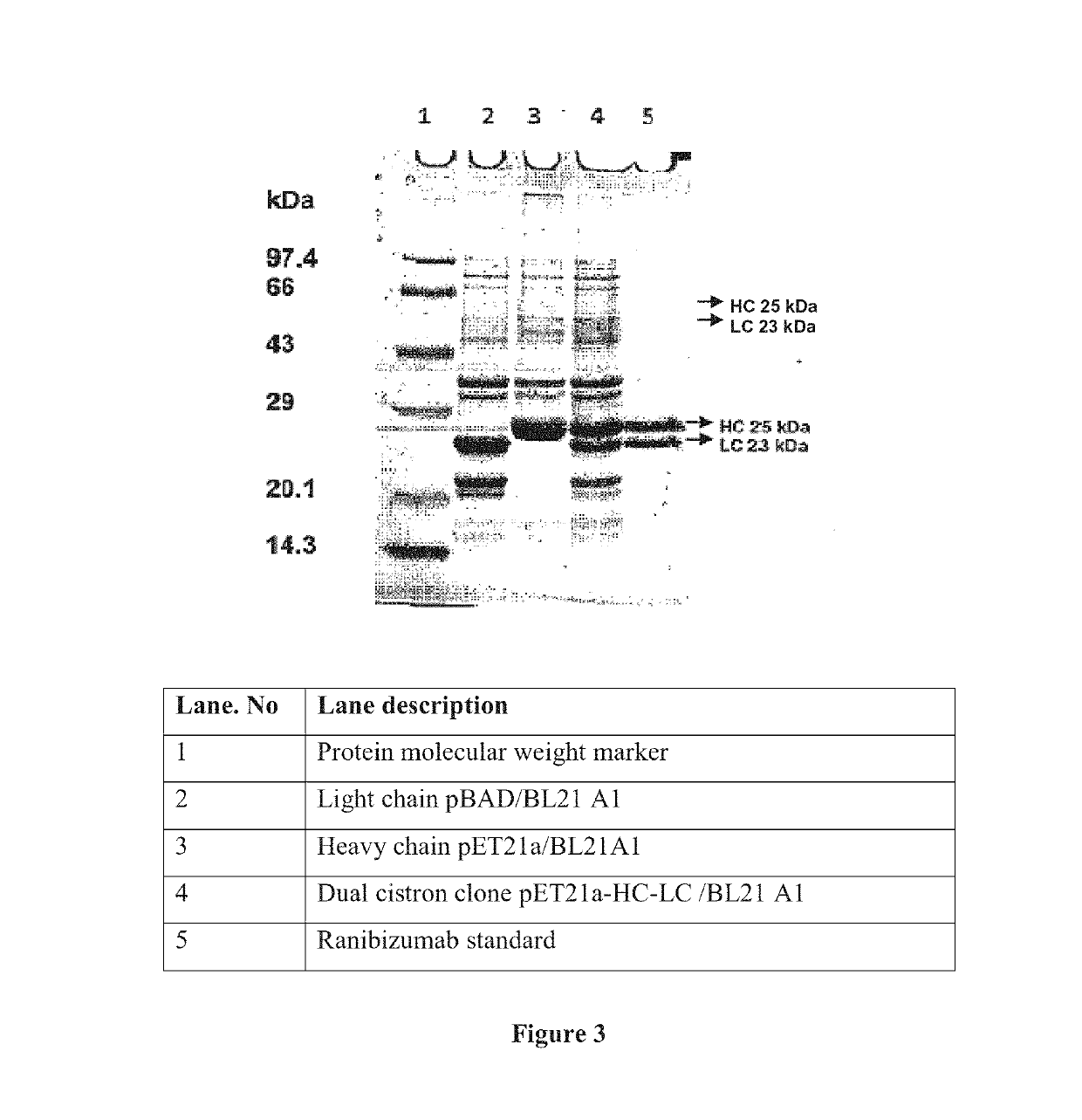 Dual cistronic bacterial expression system