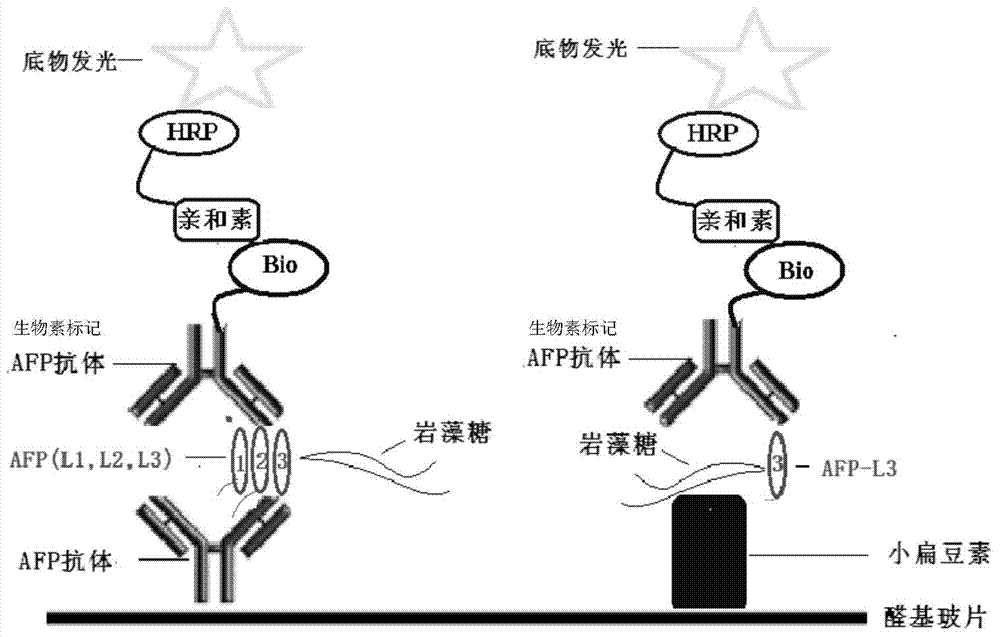 Chemiluminescent protein chip, kit and detection method for detection of fucose index of seroglycoid