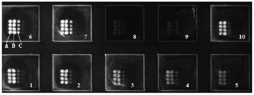 Chemiluminescent protein chip, kit and detection method for detection of fucose index of seroglycoid