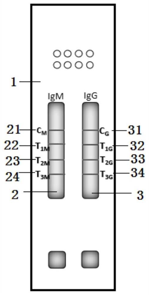 Combined detection card for simultaneously detecting specific IgM and IgG antibodies of ASFV as well as preparation method and application thereof