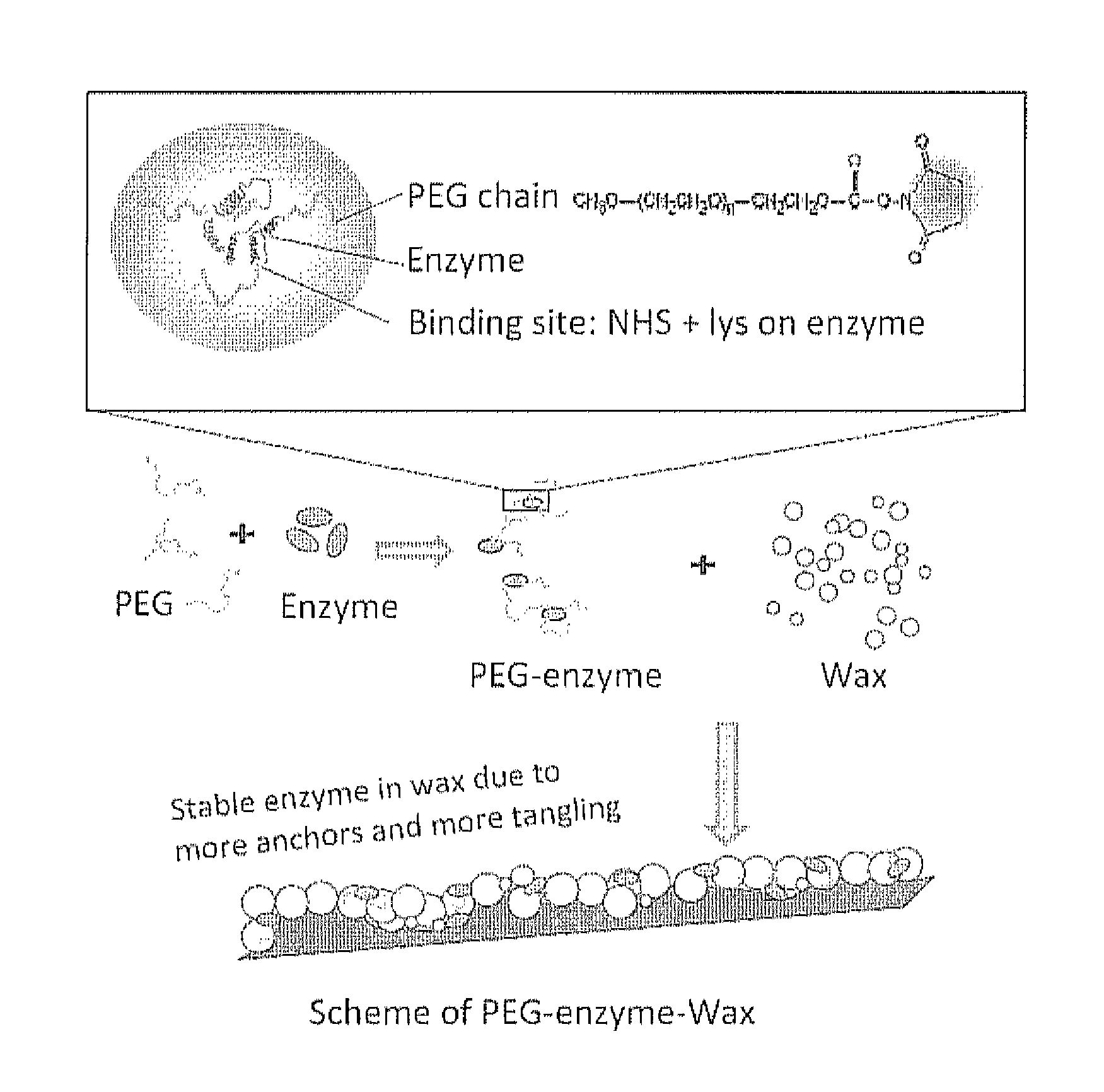 Coatings Containing Polymer Modified Enzyme For Stable Self-Cleaning Of Organic Stains