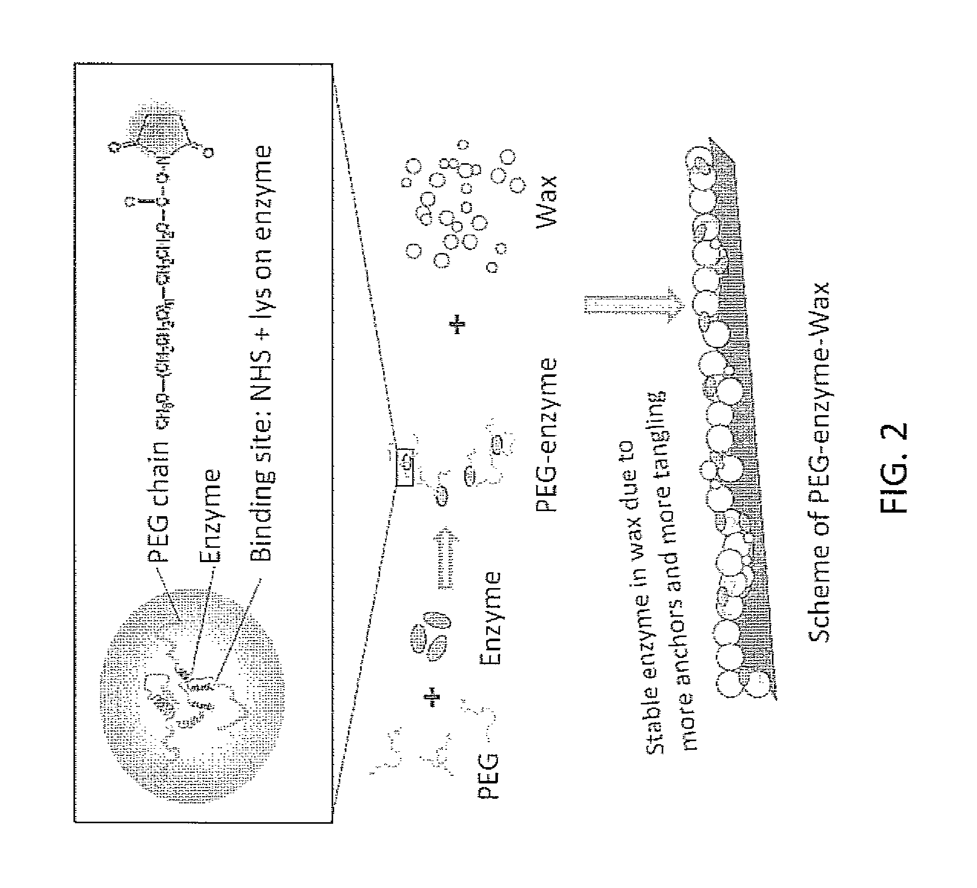 Coatings Containing Polymer Modified Enzyme For Stable Self-Cleaning Of Organic Stains