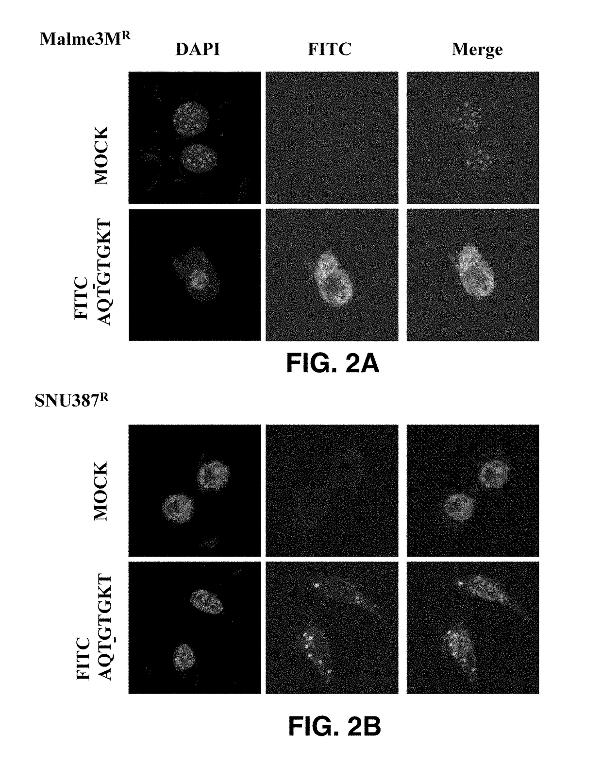 Peptide having eight amino acid sequences derived from cage and retaining anticancer activity and activity to promote anticancer drug sensitivity of anticancer drug-resistant cancer cells