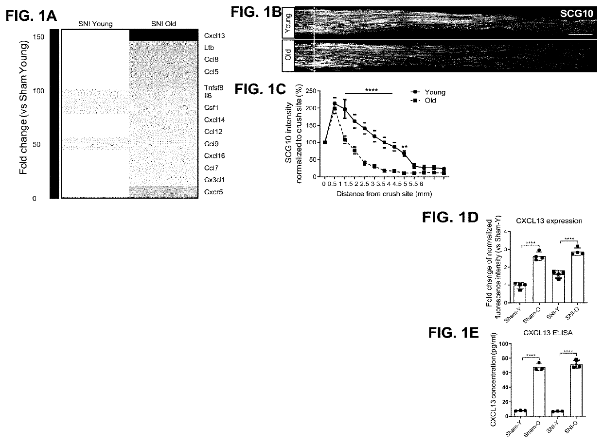 Use of cxcl13 binding molecules to promote peripheral nerve regeneration