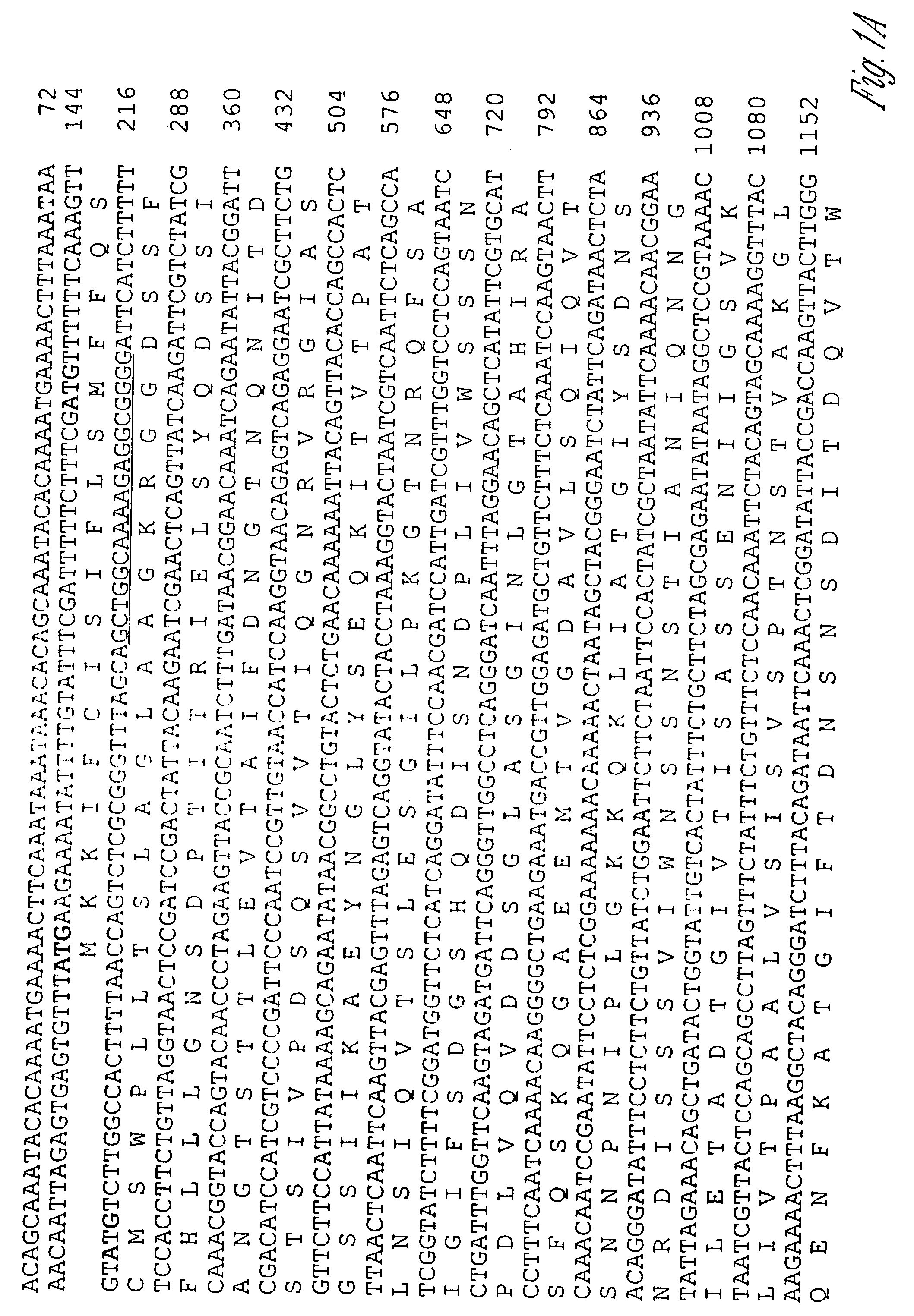 Novel immunogenic proteins of Leptospira