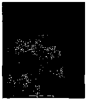 Construction method of highland barley-endophytic fungus symbiont