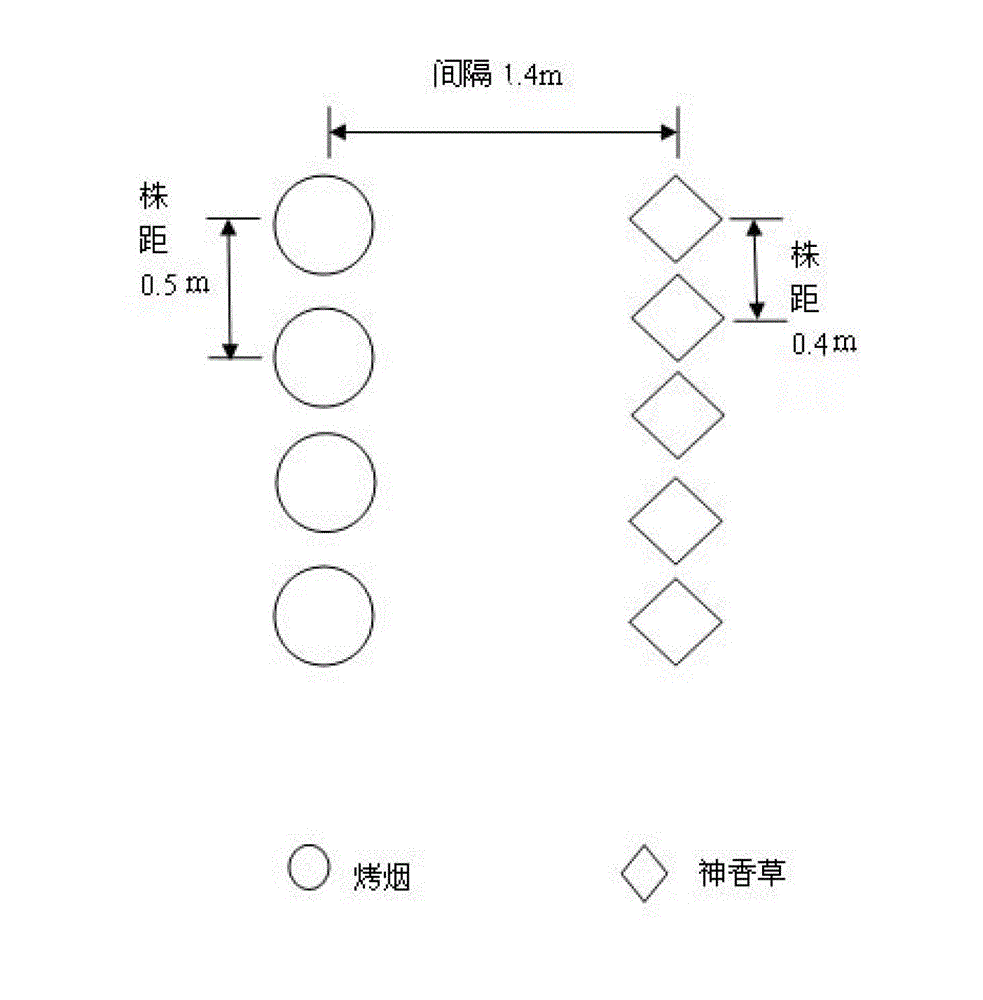 Flue-cured tobacco planting method for improving tobacco leaf quality by using hyssopus officinalis