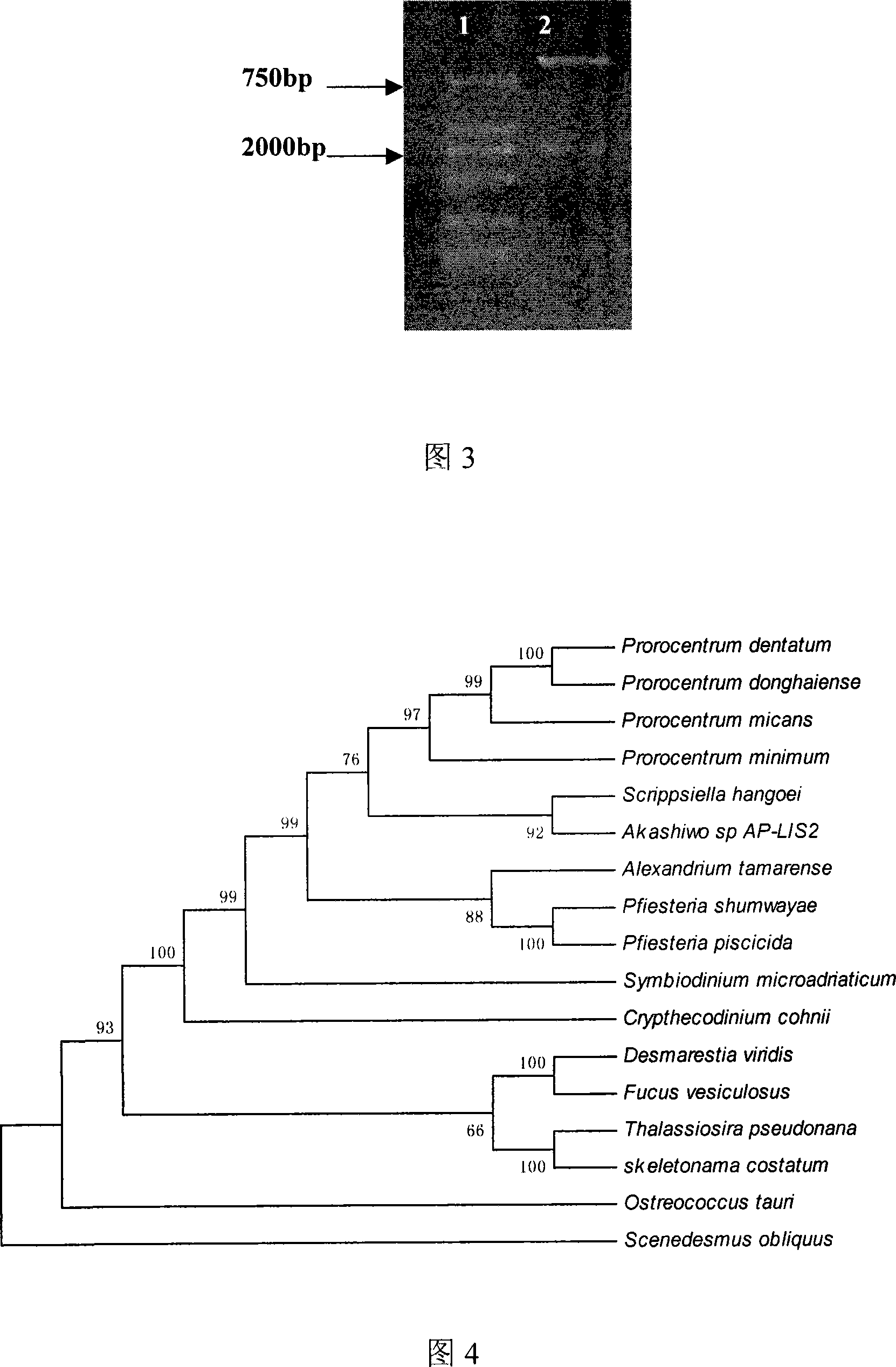 RFQ-PCR detecting method for skeletonema costatum cytochrome b gene