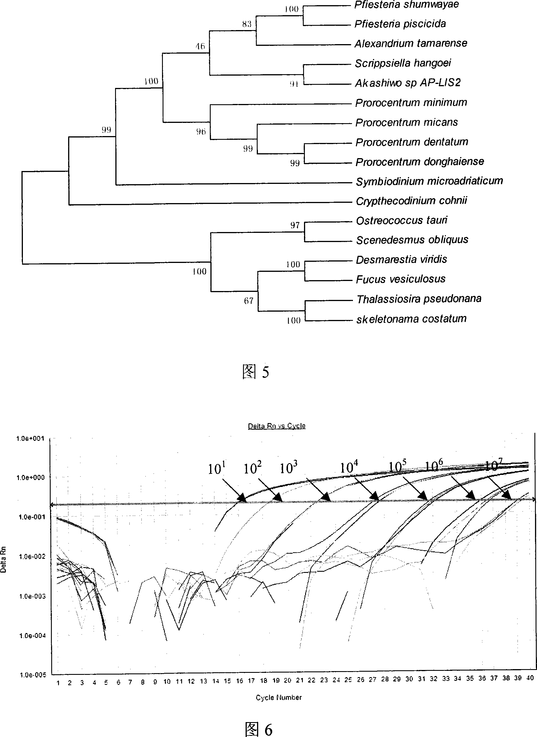 RFQ-PCR detecting method for skeletonema costatum cytochrome b gene