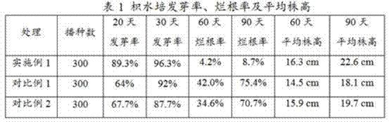 A kind of citrus seed accelerating germination device and water seedling cultivation method