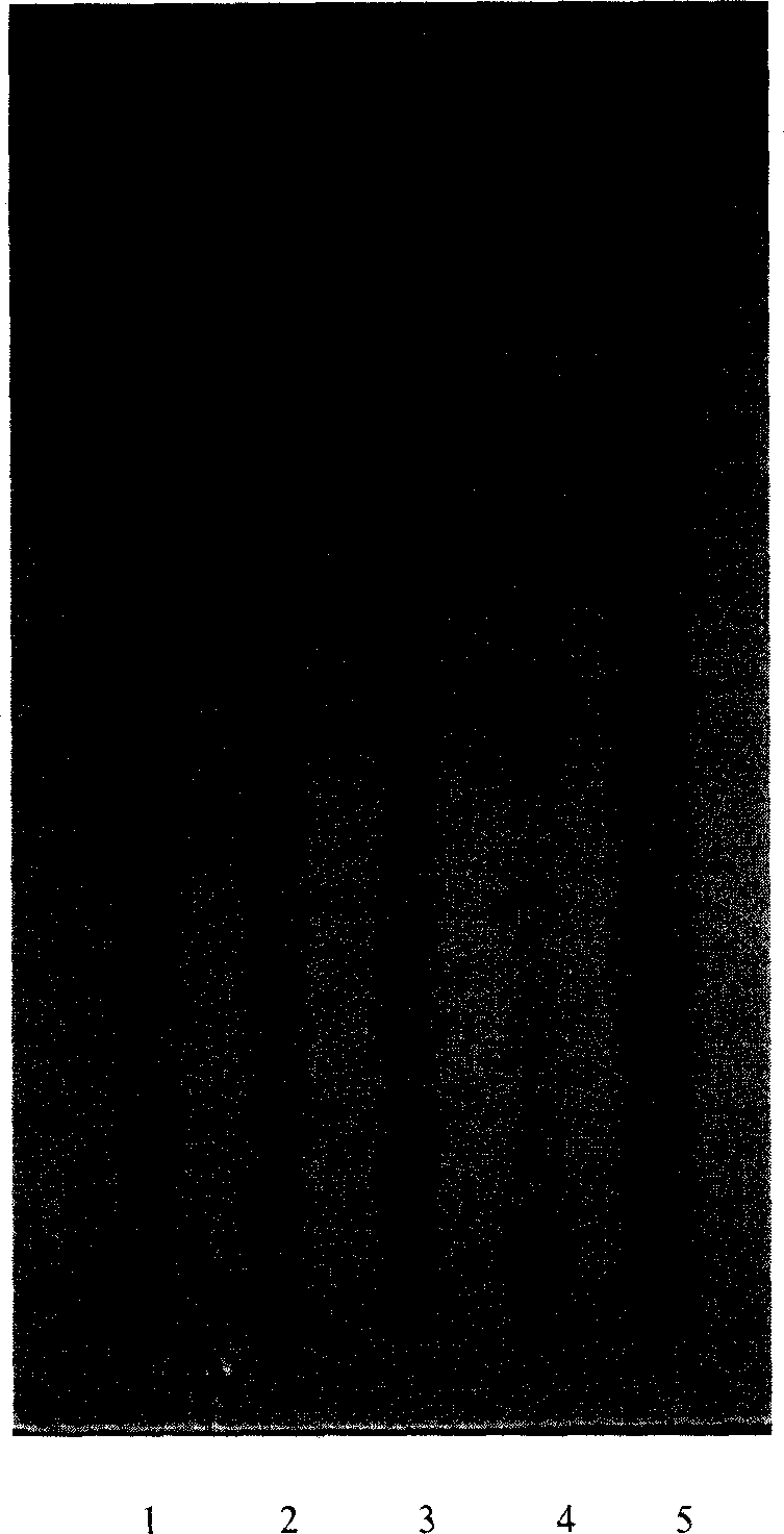 Method for identifying codonopsis pilosula and preparation containing codonopsis pilosula