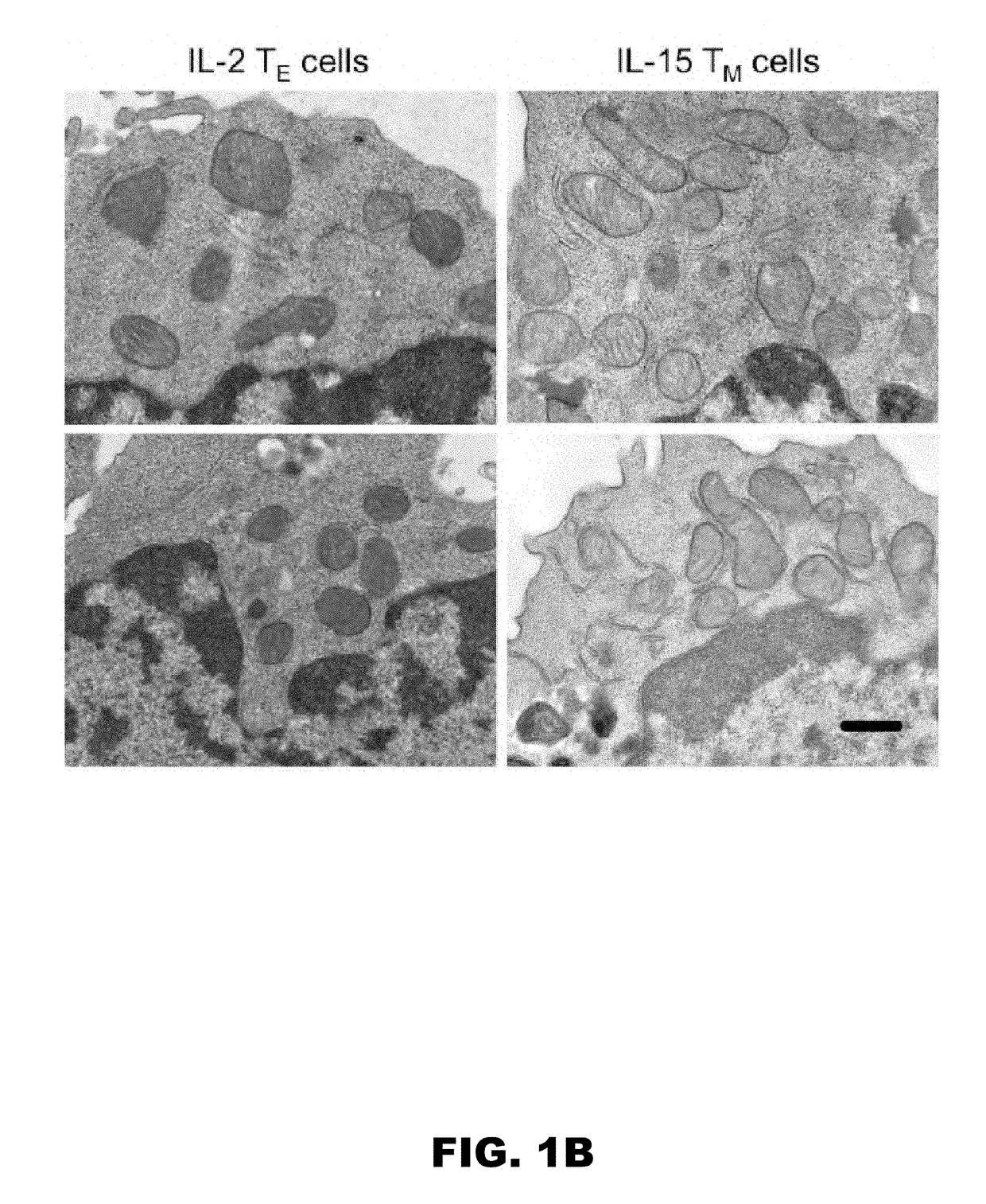 Methods of reducing immune cell activation and uses thereof