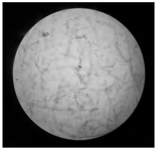 Bacillus sp. Mangrove-2008, inoculant and application and method of bacillus sp. Mangrove-2008 for inhibiting aspergillus niger growth