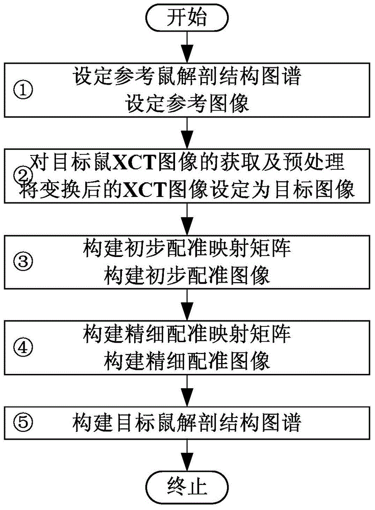 Method for obtaining anatomical structural atlas for target mouse based on XCT image non-rigid registration