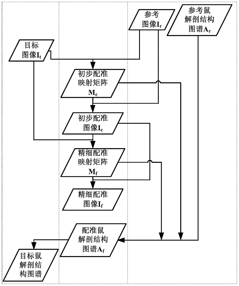 Method for obtaining anatomical structural atlas for target mouse based on XCT image non-rigid registration