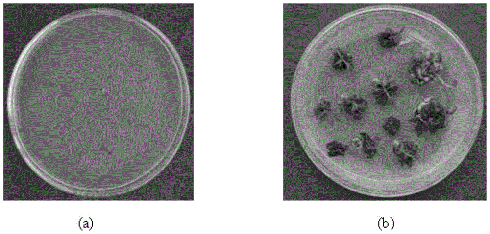 A method for high-efficiency and rapid propagation of excellent strains of Saltwort