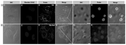 An ultra-selective and amphiphilic lipid droplet fluorescent probe and its application