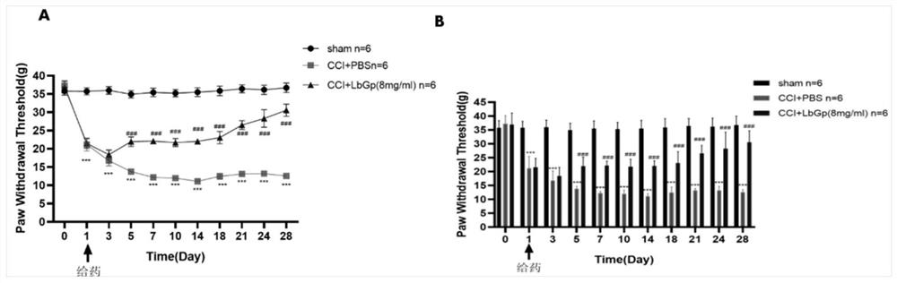 Application of lycium barbarum glycopeptide in preparation of medicine for relieving neuropathic pain