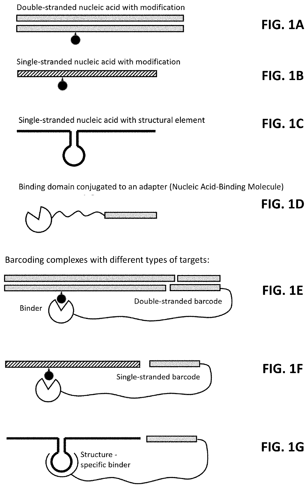 Multiplexed profiling of RNA and DNA modifications