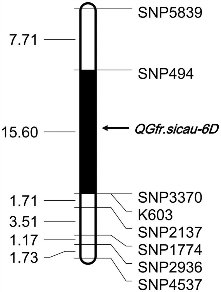 Molecular markers closely linked to wheat grain filling rate qtl QGfr.sicau-6D and its application