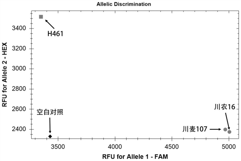 Molecular markers closely linked to wheat grain filling rate qtl QGfr.sicau-6D and its application