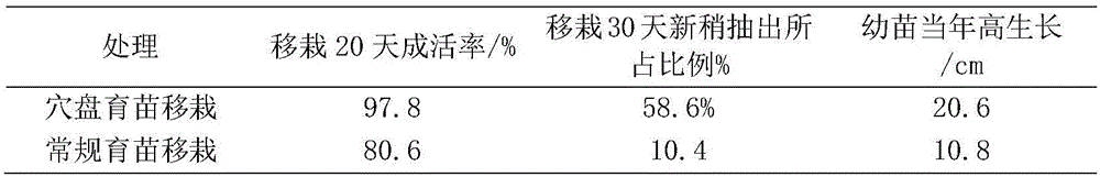 Method for walnut seedling culture and transplantation