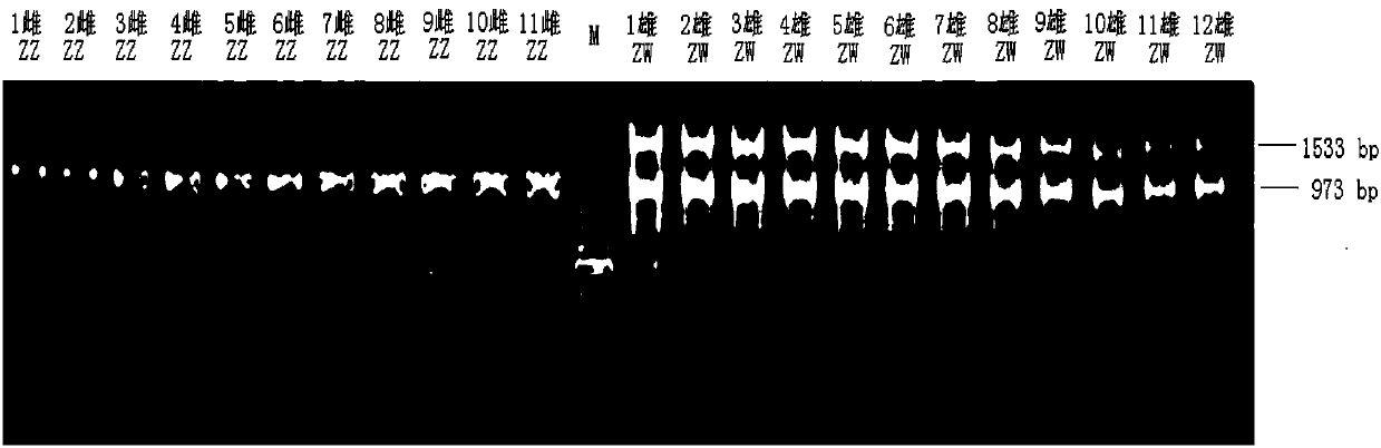 PCR amplification primer, method and kit for rapidly identifying genetic sex of Chinese softshell turtle