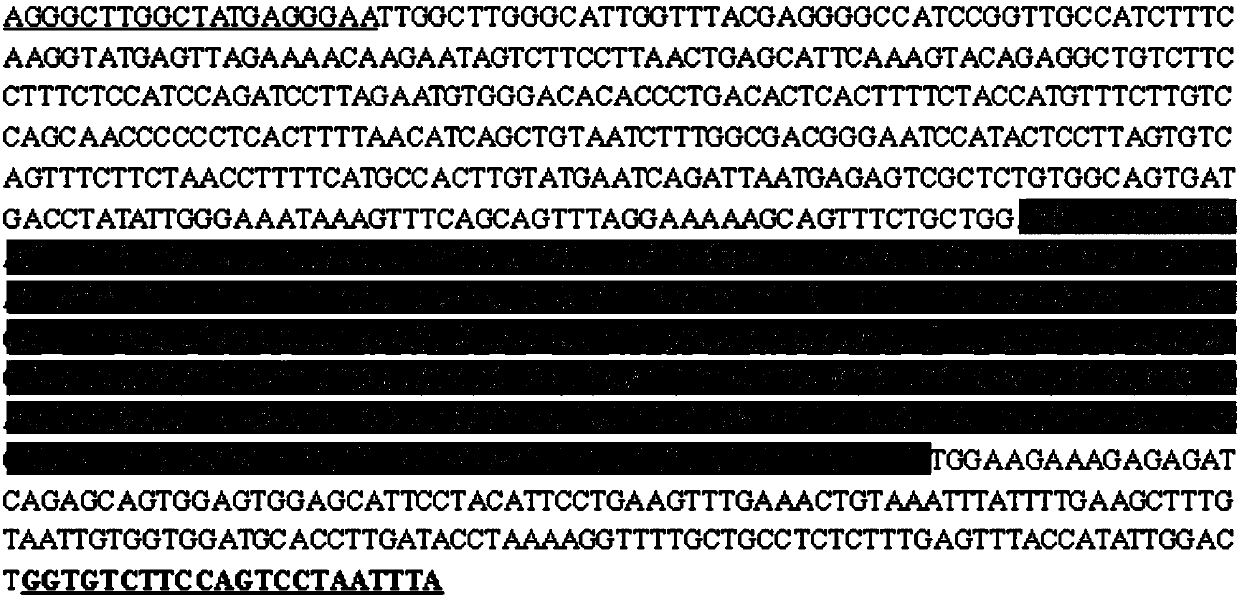 PCR amplification primer, method and kit for rapidly identifying genetic sex of Chinese softshell turtle