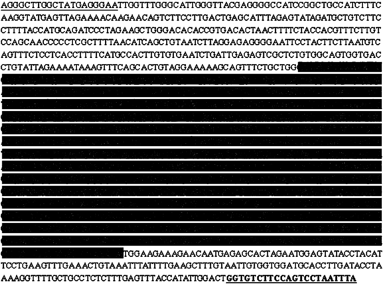 PCR amplification primer, method and kit for rapidly identifying genetic sex of Chinese softshell turtle