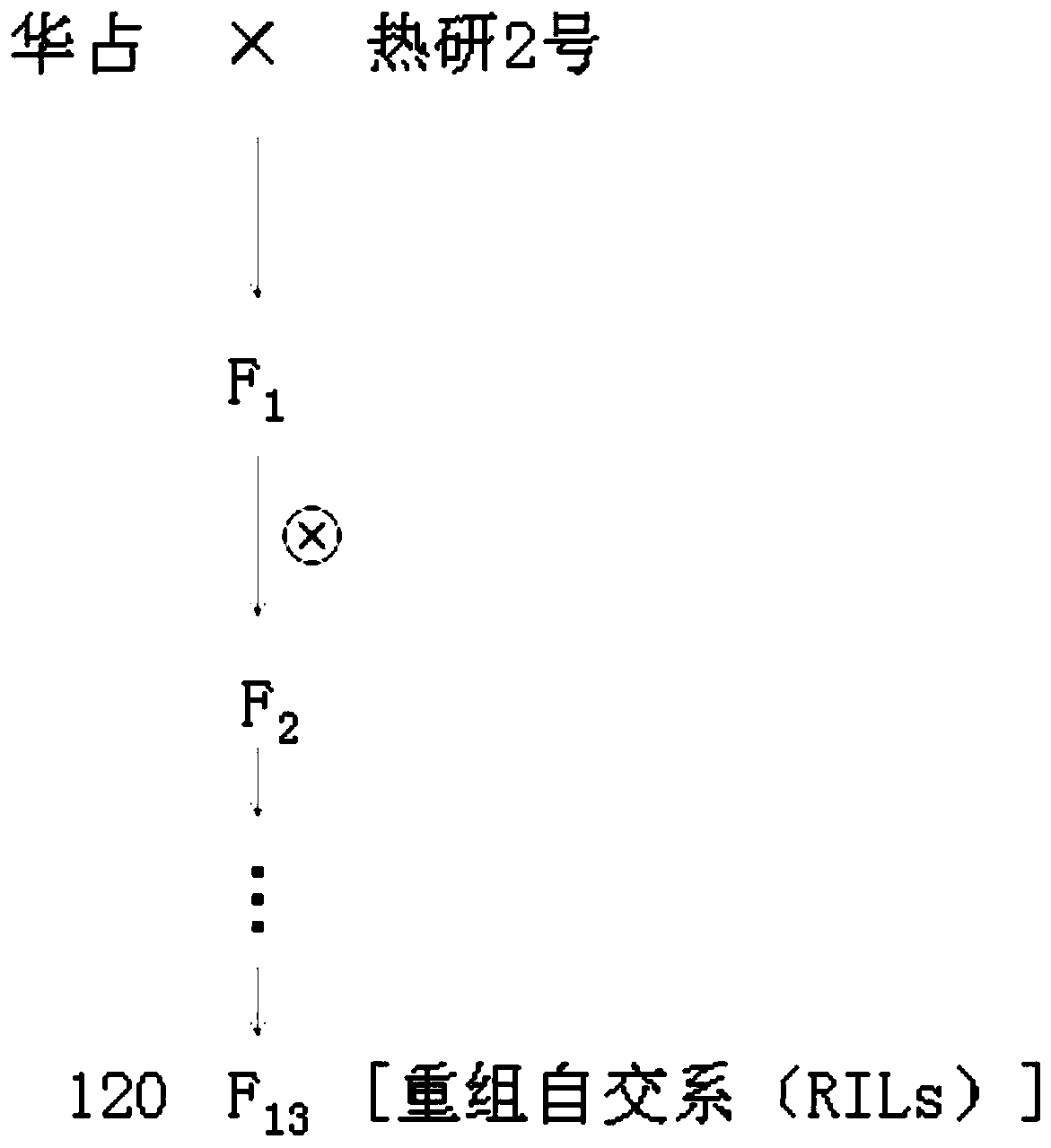 Multiple-effect QTL related to regulation and control of rice amylose content and gel consistency, molecular markers and application