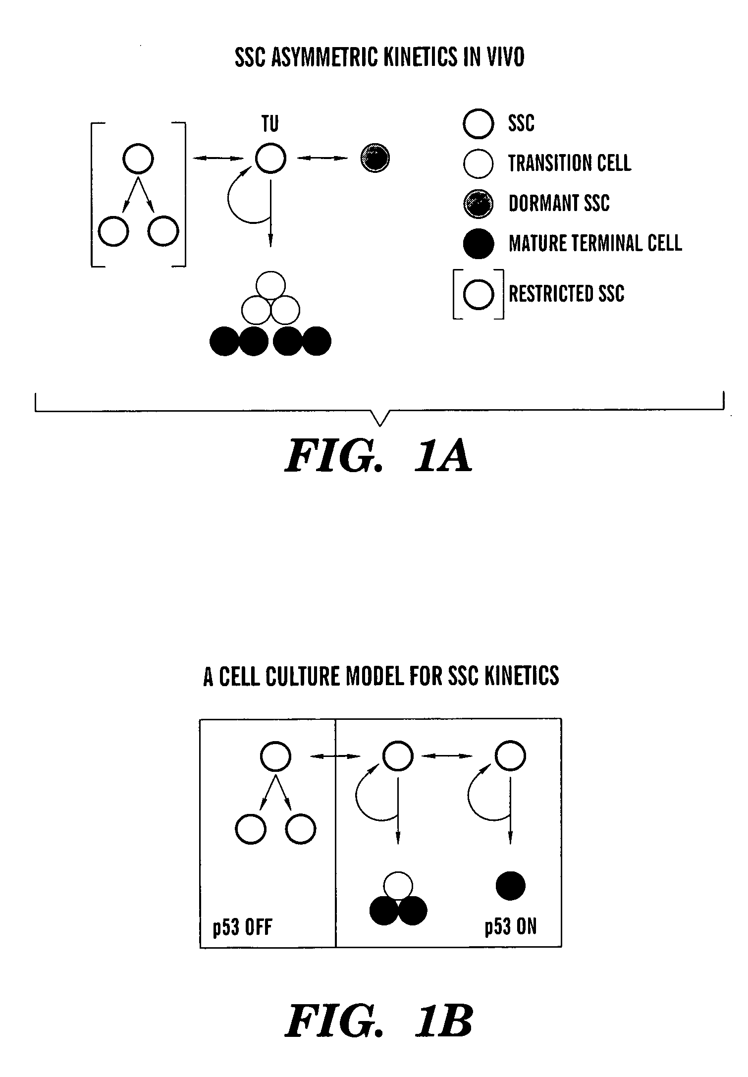 Methods for ex vivo propagation of adult hepatic stem cells