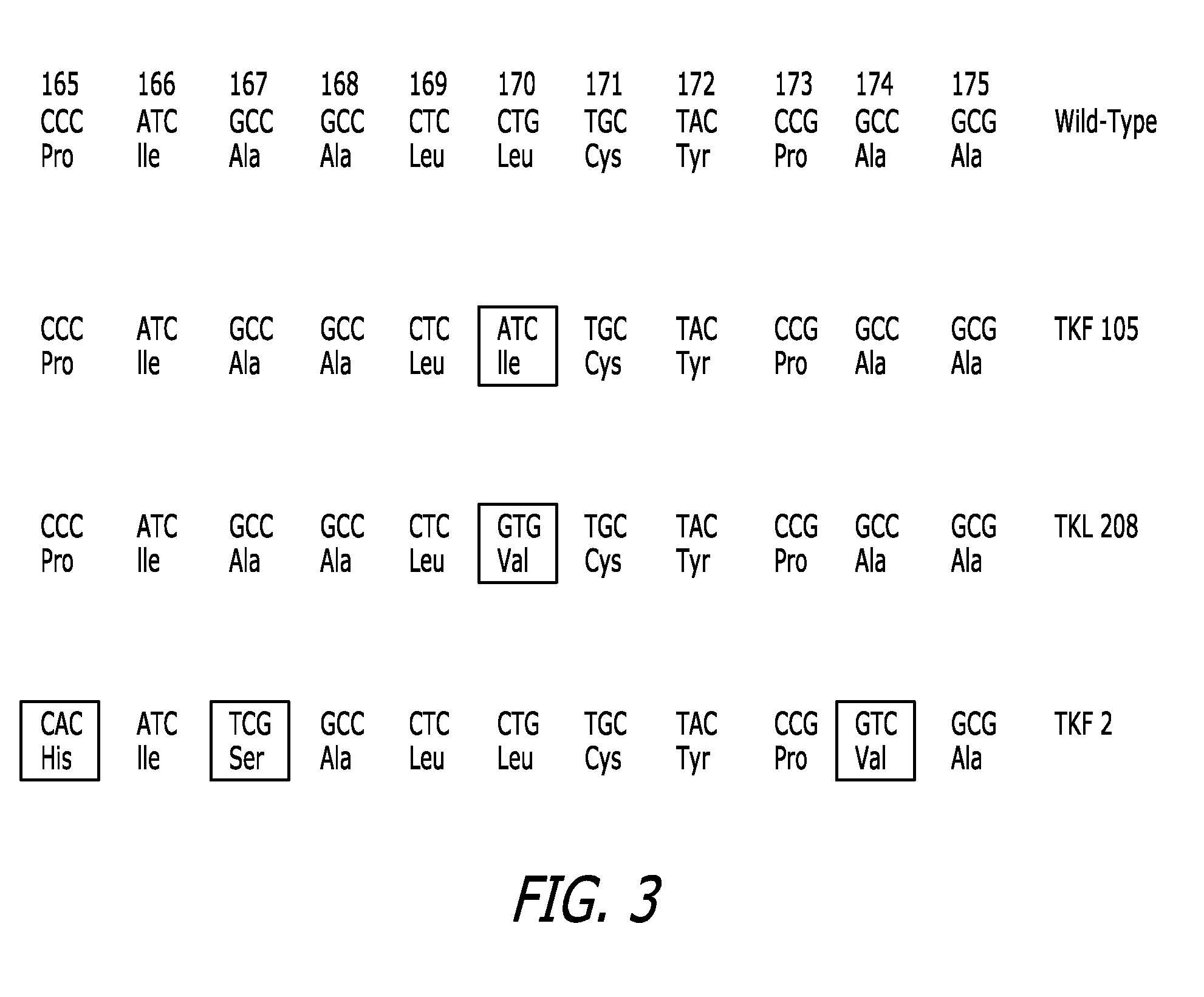 Fusion proteins having thymidine kinase and guanylate kinase activities