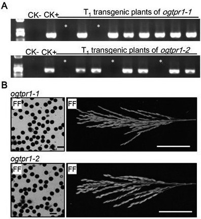 A method and application for creating interspecific hybrid compatibility lines of Asian cultivated rice and African cultivated rice