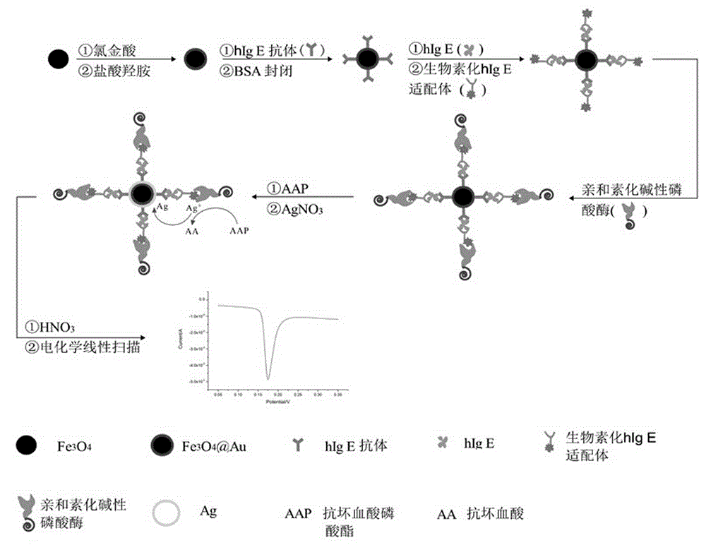 Method for electrochemical detection of human immune globulin E (hIgE)on the basis of magnetic Fe3O4 @ Au nano composite material