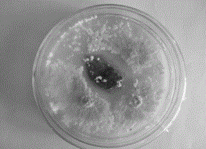 Polysporus trichoderma and application thereof