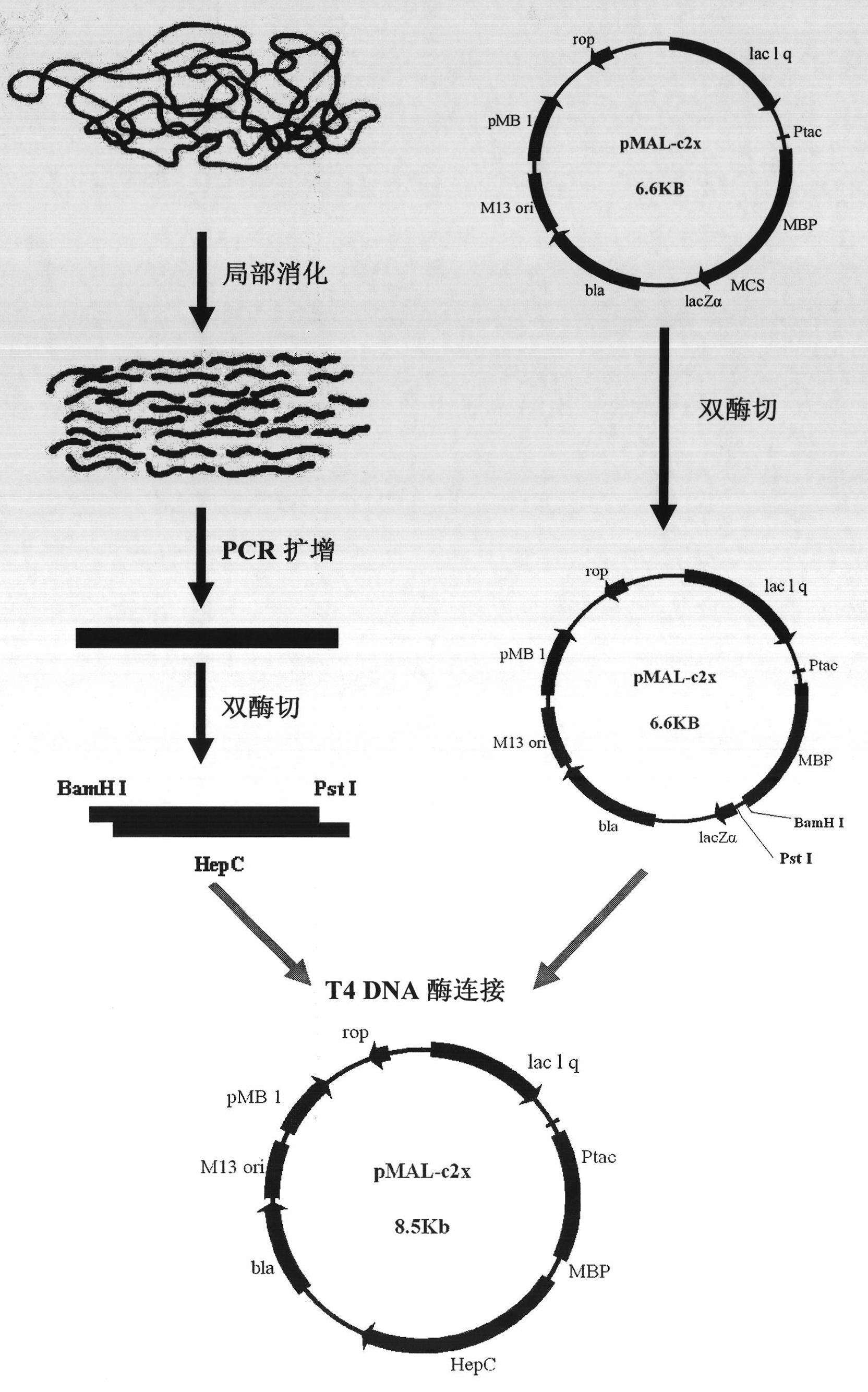 Heparanase III fusion protein and coding gene and expression method thereof