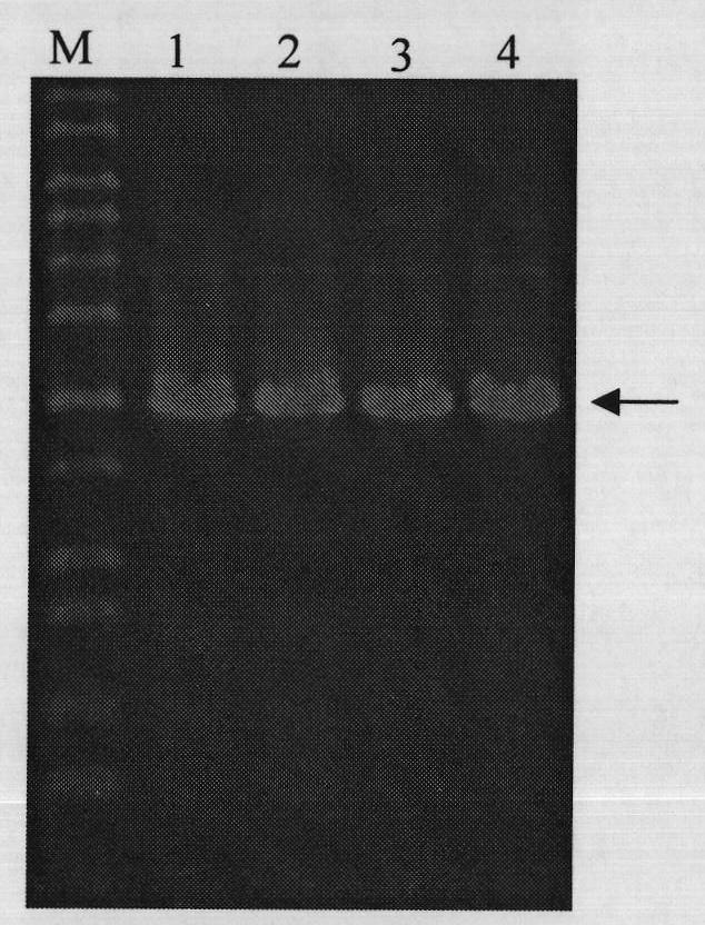 Heparanase III fusion protein and coding gene and expression method thereof