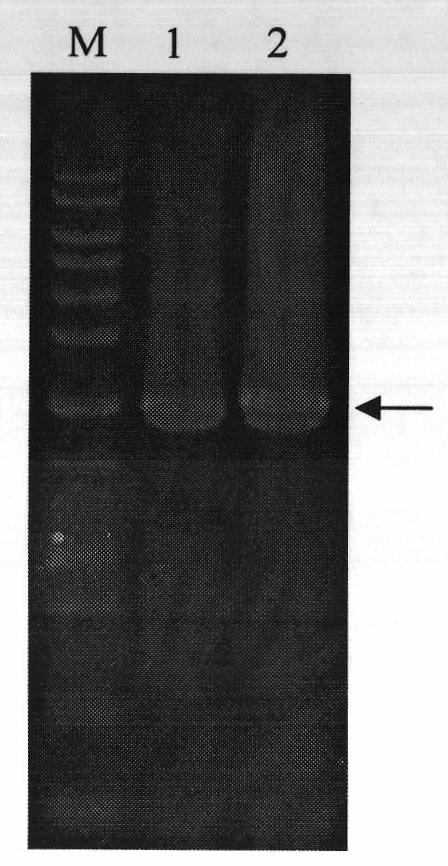 Heparanase III fusion protein and coding gene and expression method thereof