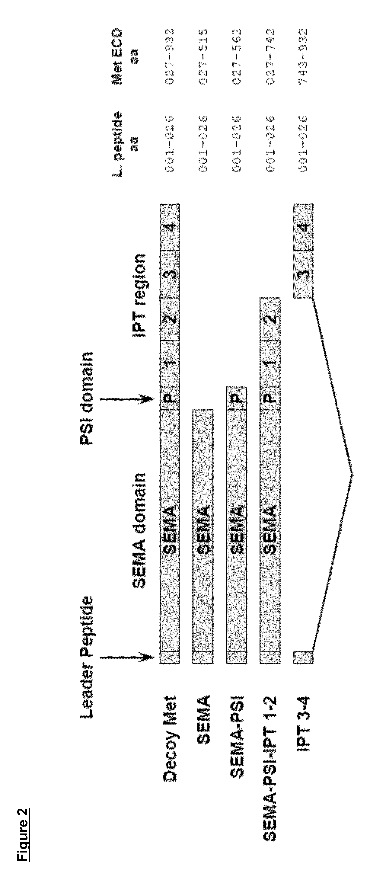 Anti-met antibodies and uses thereof