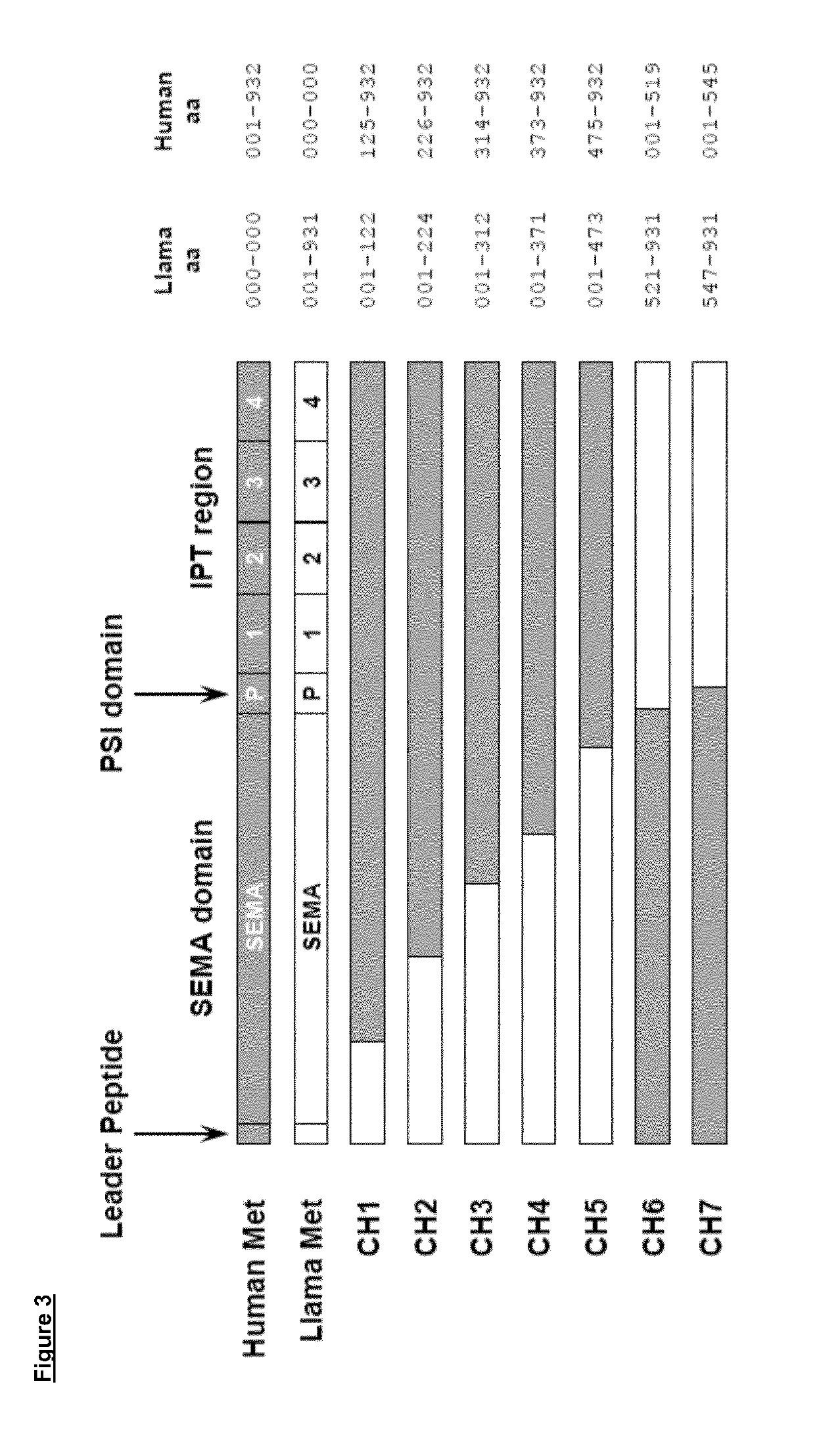 Anti-met antibodies and uses thereof