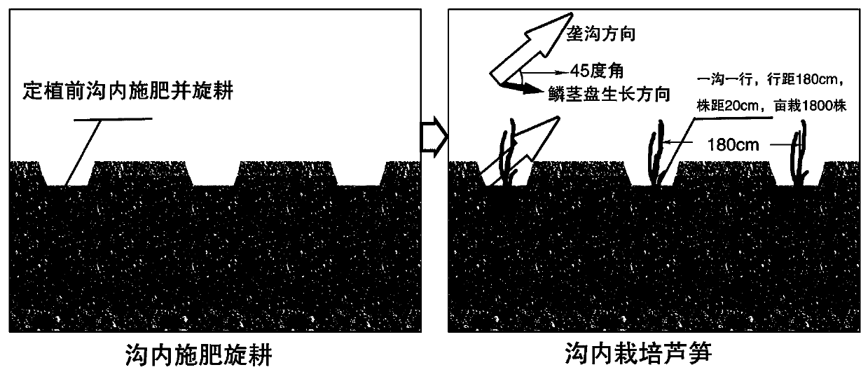 Asparagus rhizosphere salt-avoiding cultivation method for moderate and severe saline-alkali soil