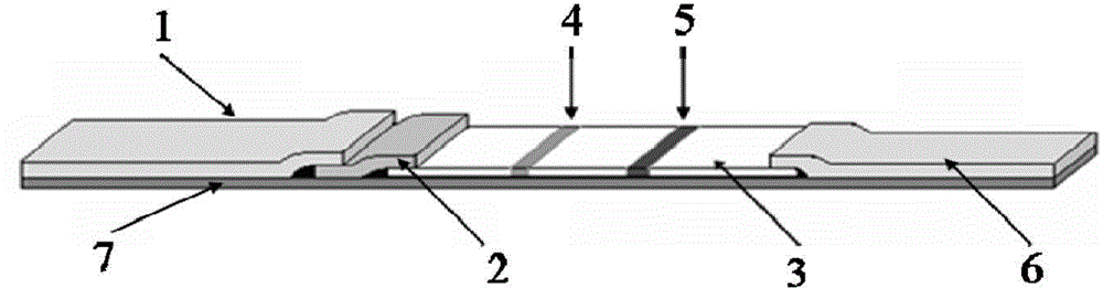 Salmonella immunochromatography test strip based on low-noise excitation type fluorescent mark