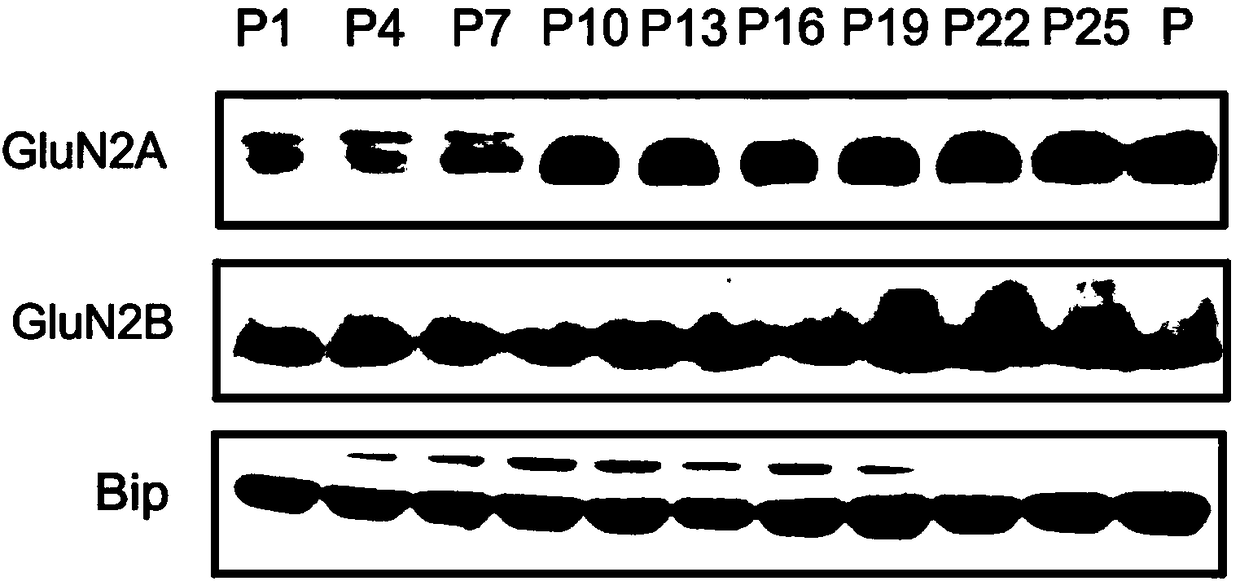 Brain tissue membrane protein extraction method