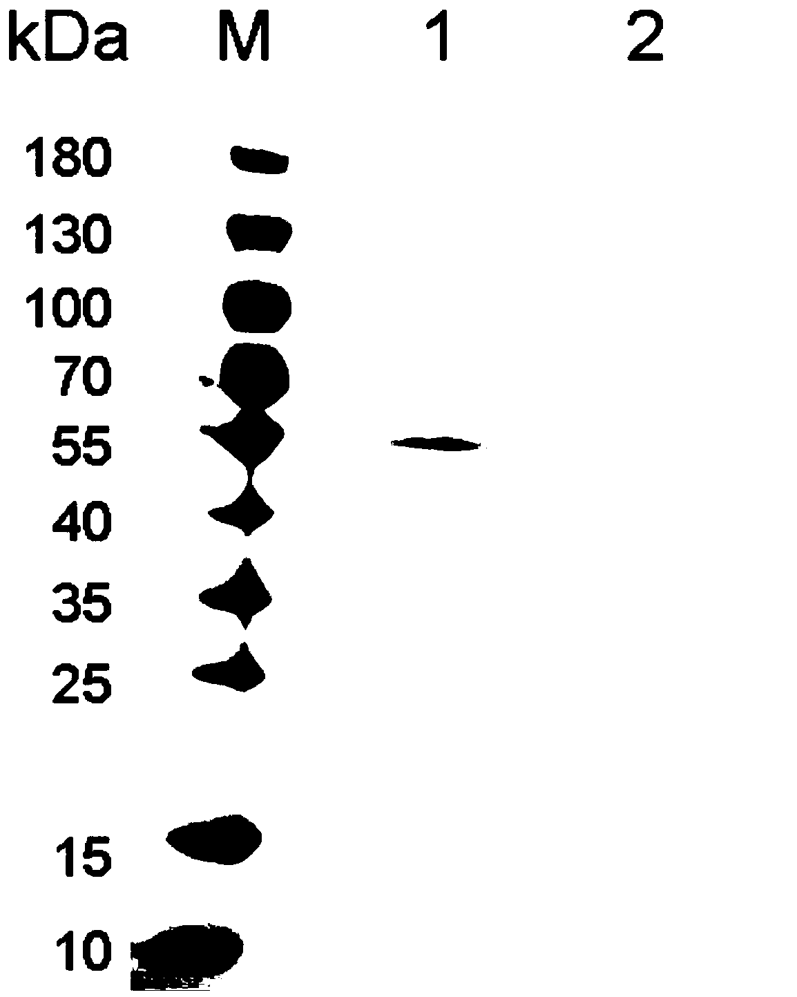 Truncated algin lyase Aly7B-CDII gene and application thereof