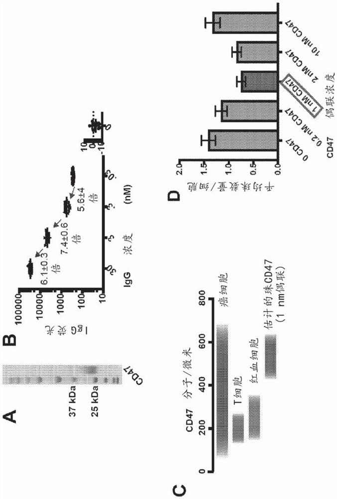 Combination cancer therapy involving chemical activation of integrin and targeted cellular immunotherapy