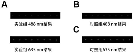 Method for screening carbohydrate chip of carbohydrate binding protein competitive inhibitor