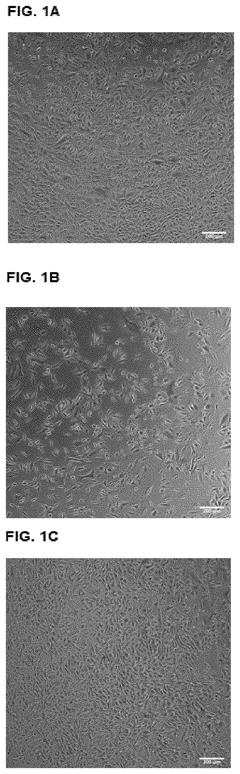 Method and a Compound for Preventing Mammalian Cancer Cell Proliferation and for Treating Cancer