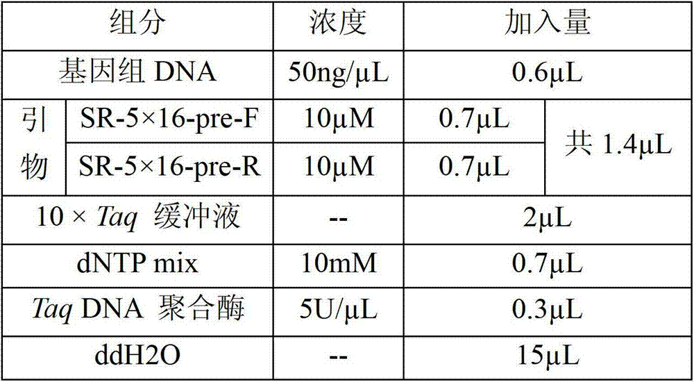 Method for identification or auxiliary identification of mating type of protoplast monokaryon of Lepista sordid and special primer pair SR-5*16 used therein