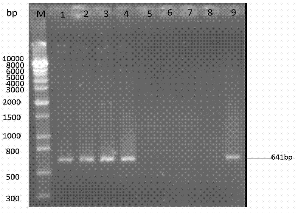 Method for identification or auxiliary identification of mating type of protoplast monokaryon of Lepista sordid and special primer pair SR-5*16 used therein